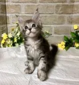 メインクーン【熊本県・女の子・2018年5月21日・ブラックシルバークラシックタビー】の写真5