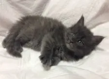 メインクーン【熊本県・男の子・2015年3月26日・ブラックスモーク】の写真5