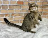 ミヌエット(短足)【熊本県・女の子・2021年12月4日・ブラックマッカレルタビー】の写真5