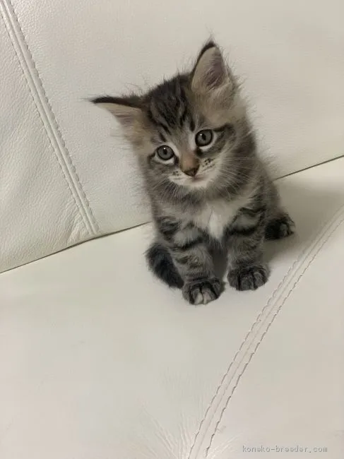 ID:2009-01692の子猫