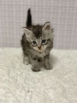 メインクーン【新潟県・女の子・2018年10月30日・ブラウンタビー】の写真「小柄な女の子」
