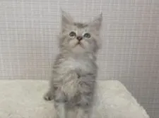 メインクーン【新潟県・女の子・2018年4月10日・シルバータビー&ホワイト】の写真3