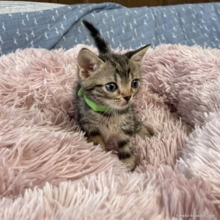 ID:2307-02049の子猫