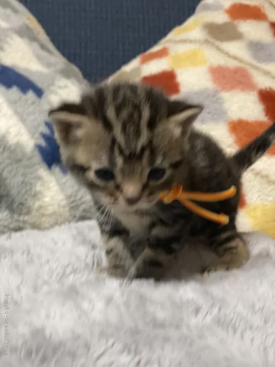 ID:2103-00694の子猫