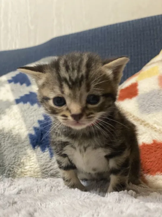 ID：2103-00696の子猫