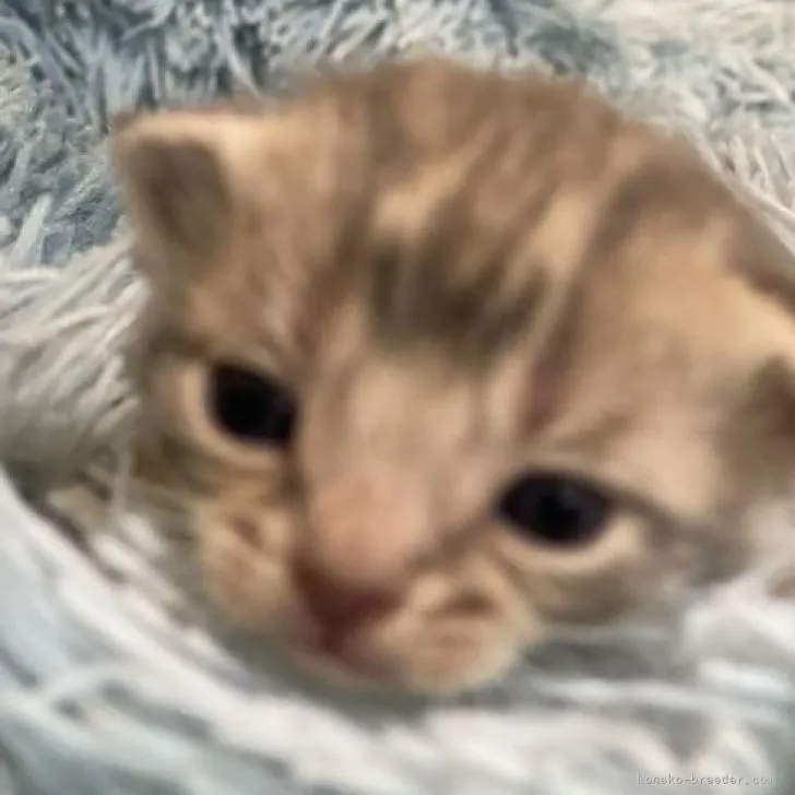 ID：2209-01668の子猫
