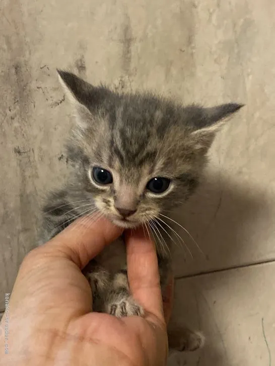 ID：1910-00084の子猫