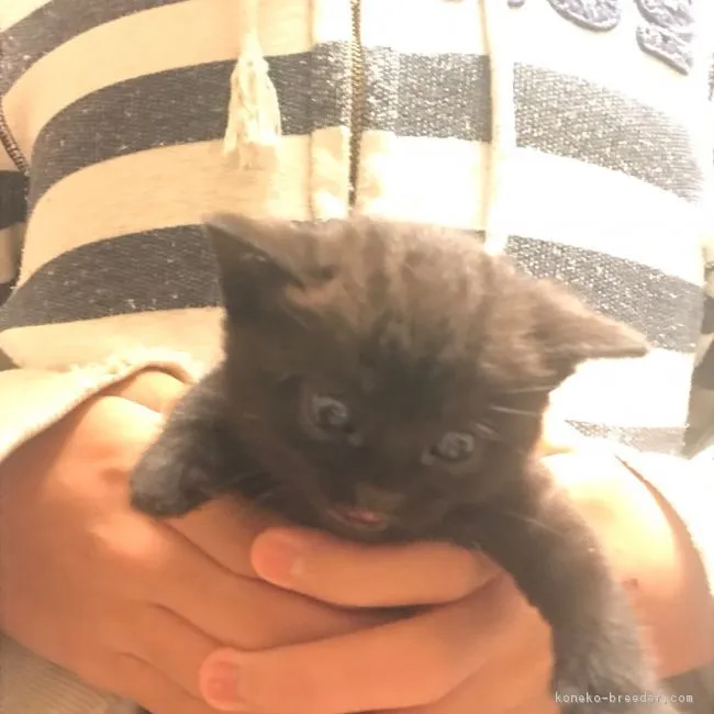 ID：1711-00913の子猫