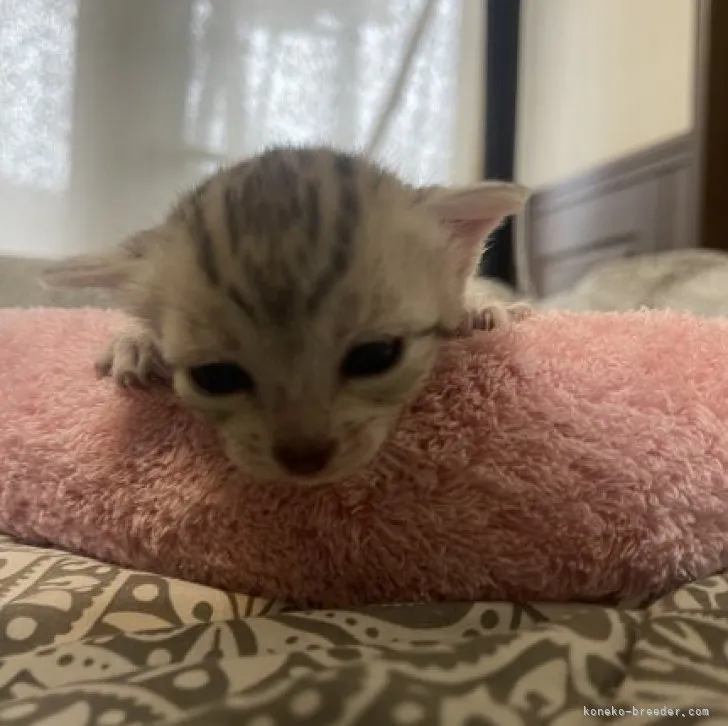 ID:2303-02050の子猫