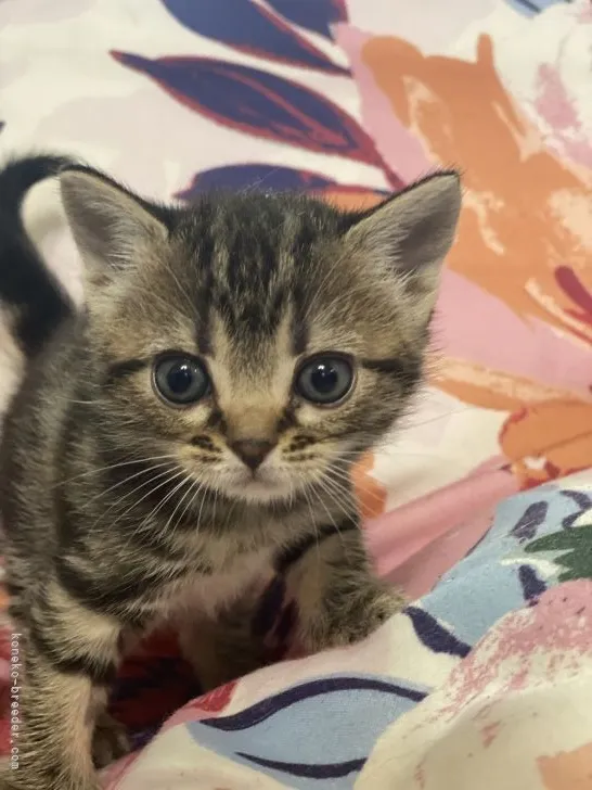 ID：2104-00510の子猫