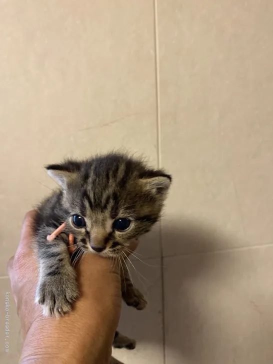 ID：1910-00978の子猫
