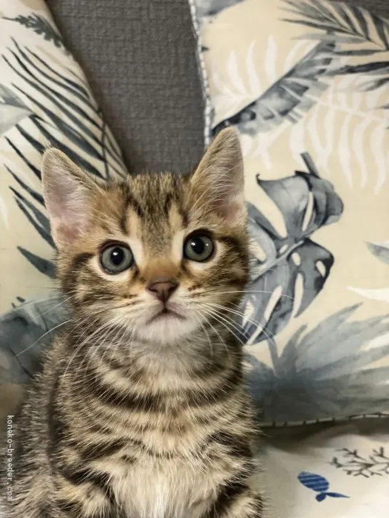 ID:2008-00789の子猫