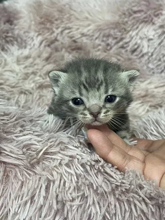 ID：2204-02548の子猫