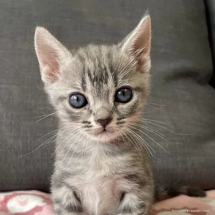 ID:2408-01648の子猫