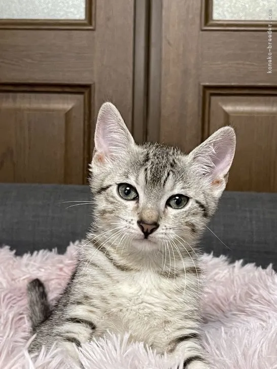 ID：2204-03061の子猫