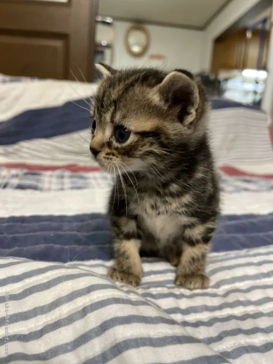 ID：2112-01863の子猫