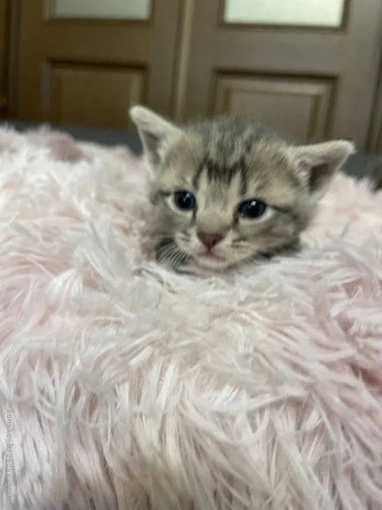 ID:2205-01743の子猫