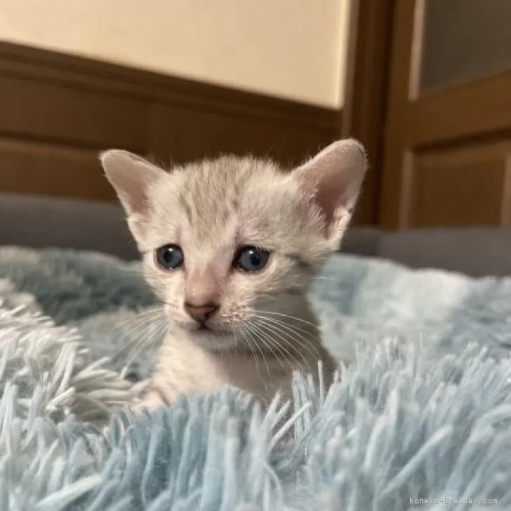 ID：2208-00088の子猫