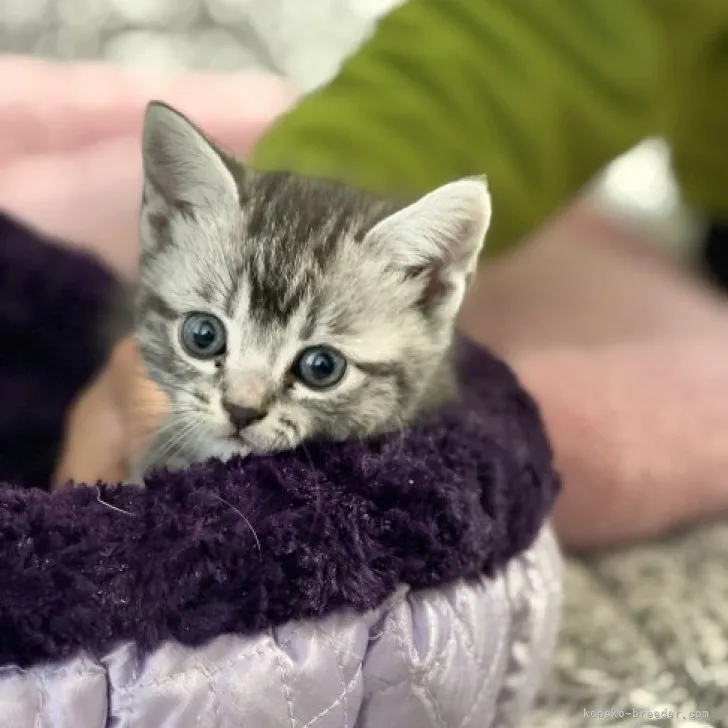 ID：2302-02121の子猫