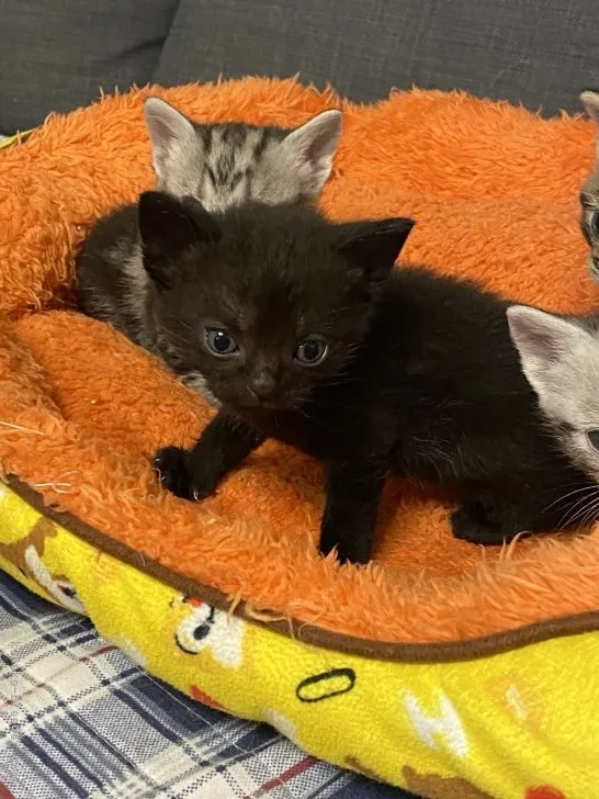 ID：2106-00009の子猫