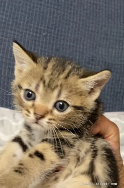ID：2008-00787の子猫