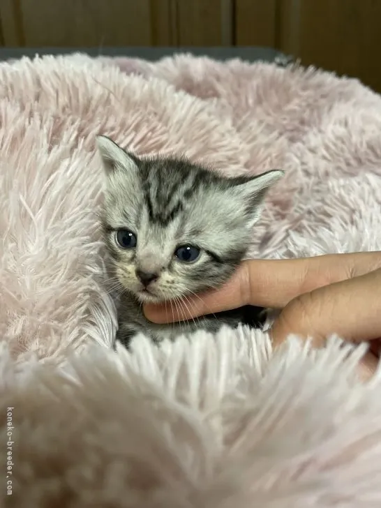 ID：2203-00582の子猫