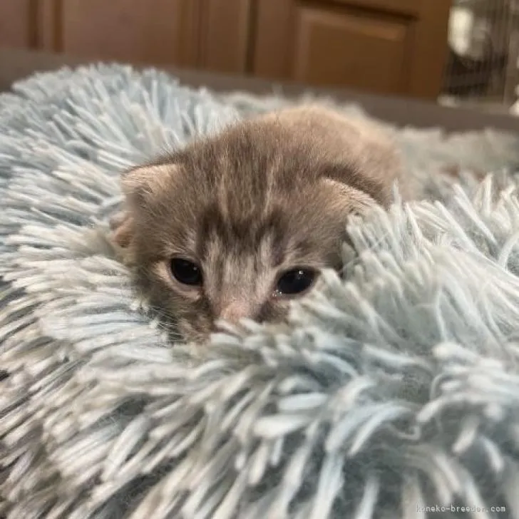 ID：2209-01674の子猫