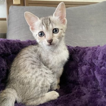 エジプシャンマウ【岐阜県・男の子・2023年8月25日・シルバー】の写真「賢く美しい猫です
期間限定価格」