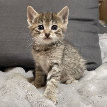 エジプシャンマウ【岐阜県・男の子・2023年11月8日・ブロンズ】の写真「スポットのはっきりした美しい子です」