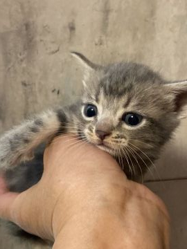 アメリカンショートヘア【岐阜県・女の子・2019年9月17日・ブルータビー】の写真「かわいいお顔の甘えん坊」