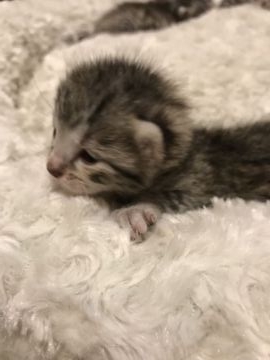 エジプシャンマウ【岐阜県・男の子・2018年6月12日・ブロンズ】の写真「両親CFAチャンピオンです」