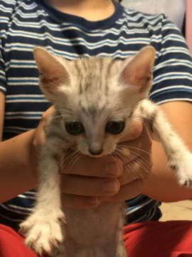 エジプシャンマウ【岐阜県・男の子・2019年7月13日・シルバー】の写真「秀太限定！海外出張の為、特別価格！綺麗なスポット」