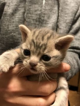 アメリカンショートヘア【岐阜県・男の子・2018年2月22日・ブルータビー】の写真「父CFAチャンピオン 可愛いです！」