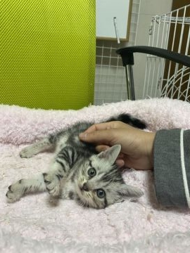 アメリカンショートヘア【岐阜県・女の子・2021年4月5日・シルバータビー】の写真「地色が薄いきれいなカラーです。」
