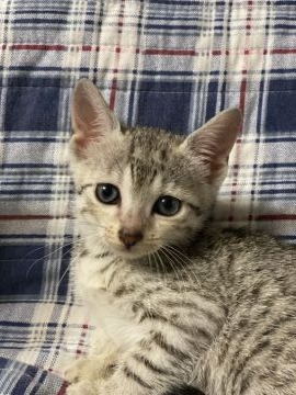 エジプシャンマウ【岐阜県・女の子・2021年3月13日・シルバー】の写真「とても賢い美しい猫です。」