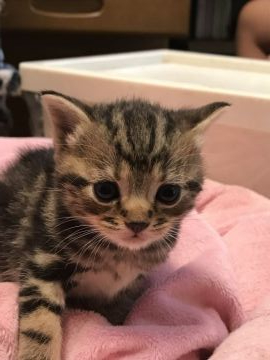 アメリカンショートヘア【岐阜県・女の子・2019年5月5日・ブラウンタビー】の写真「お顔が自慢！まん丸なお顔です」