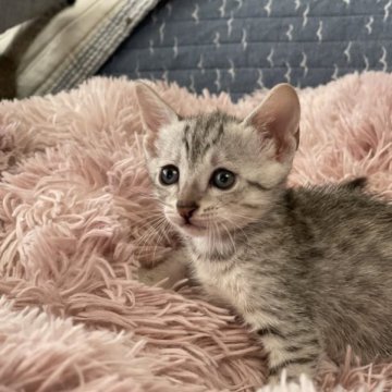 エジプシャンマウ【岐阜県・女の子・2023年6月21日・シルバー】の写真「とても賢い美しい猫です」