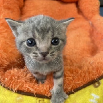 アメリカンショートヘア【岐阜県・女の子・2023年6月10日・ブルータビー】の写真「お顔には自信あります！」