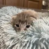 アメリカンショートヘア【岐阜県・男の子・2022年9月5日・ブルータビー】の写真1