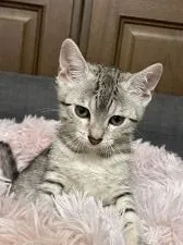 エジプシャンマウ【岐阜県・女の子・2022年3月12日・シルバー】の写真2