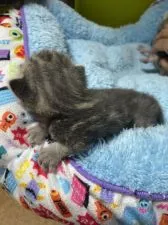 アメリカンショートヘア【岐阜県・女の子・2020年11月28日・ブルータビー】の写真3