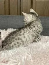 エジプシャンマウ【岐阜県・女の子・2022年3月12日・シルバー】の写真3