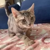 アメリカンショートヘア【岐阜県・男の子・2025年6月7日・ブルータビー】の写真4