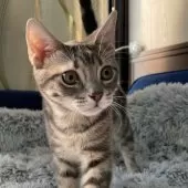 アメリカンショートヘア【岐阜県・男の子・2025年6月7日・ブルータビー】の写真2