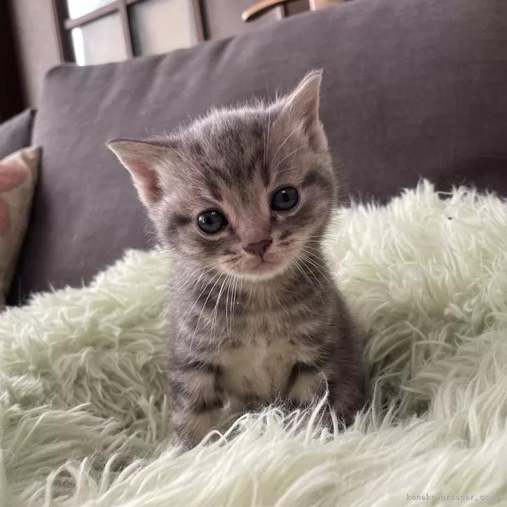 ID:2502-01690の子猫