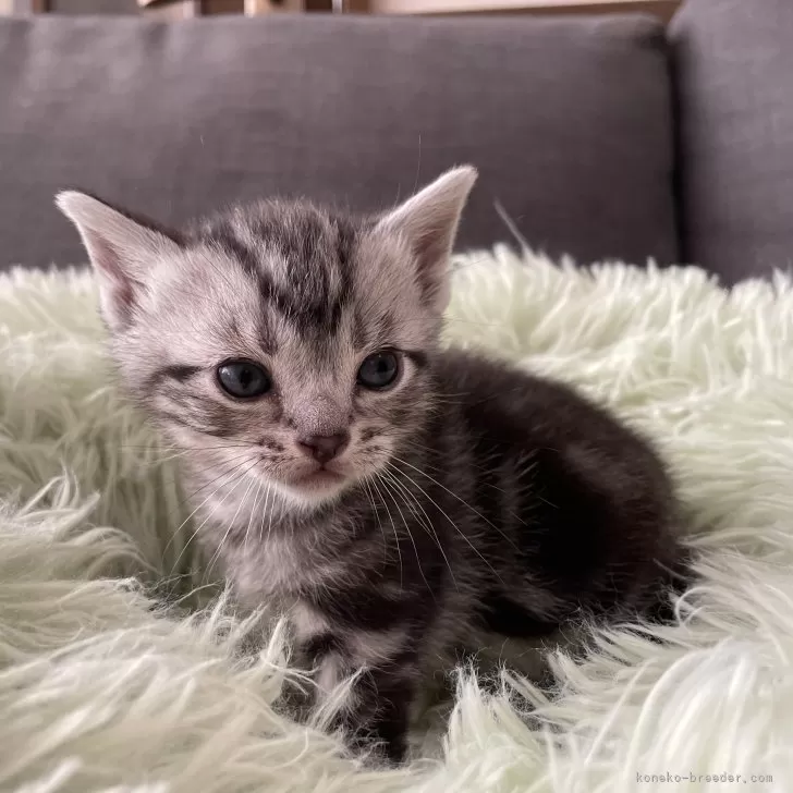 Y 様のお迎えした子猫