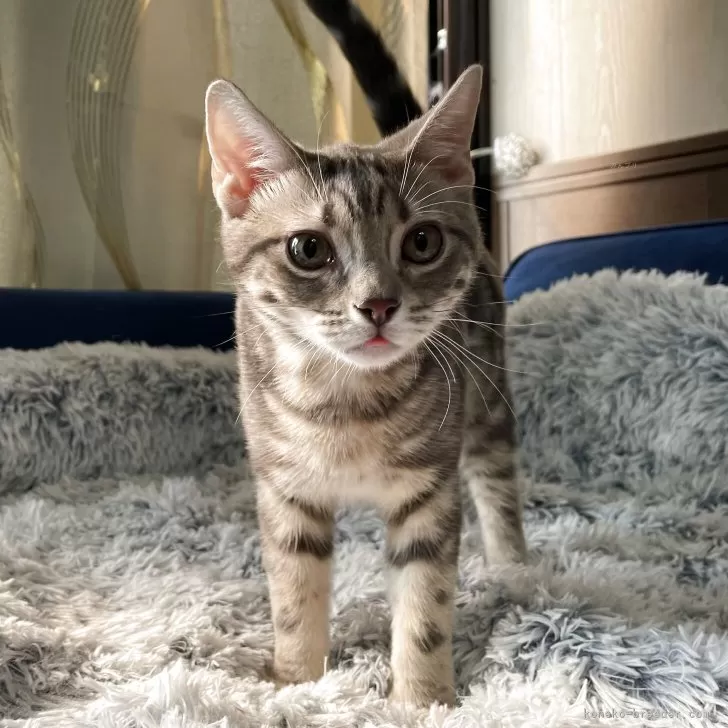 アメリカンショートヘア【岐阜県・男の子・2025年6月7日・ブルータビー】の写真1「クラシックタビーです！」