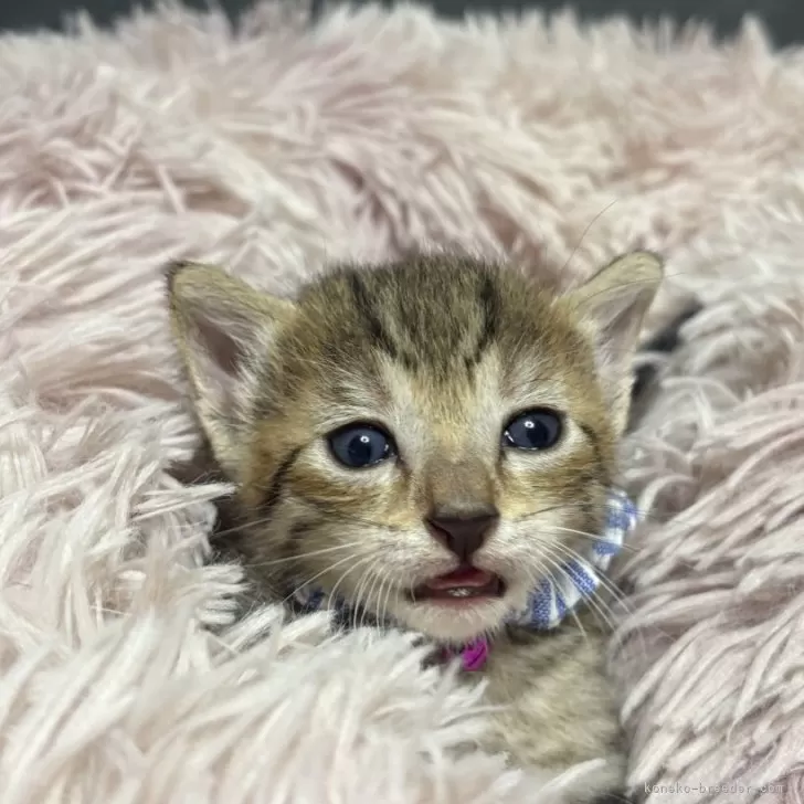 ジオ 様のお迎えした子猫