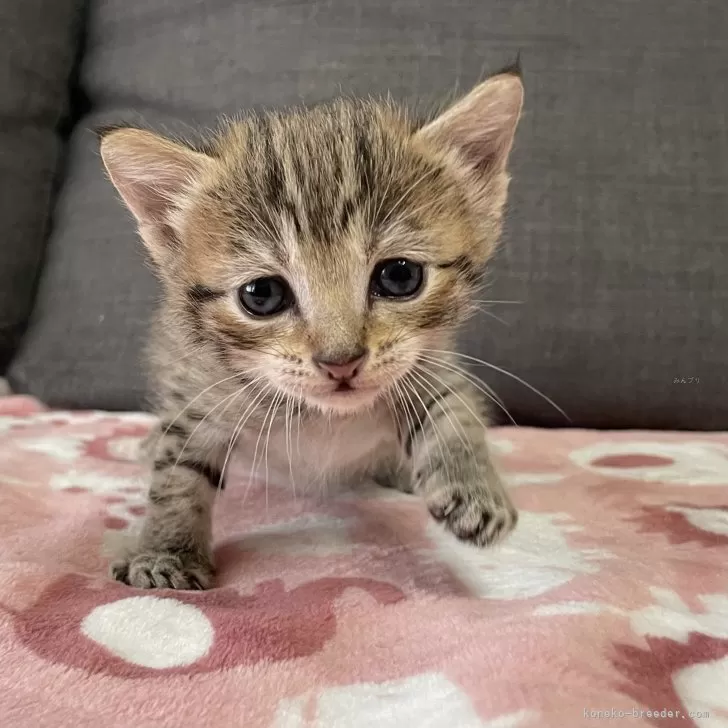 ID:2504-01580の子猫