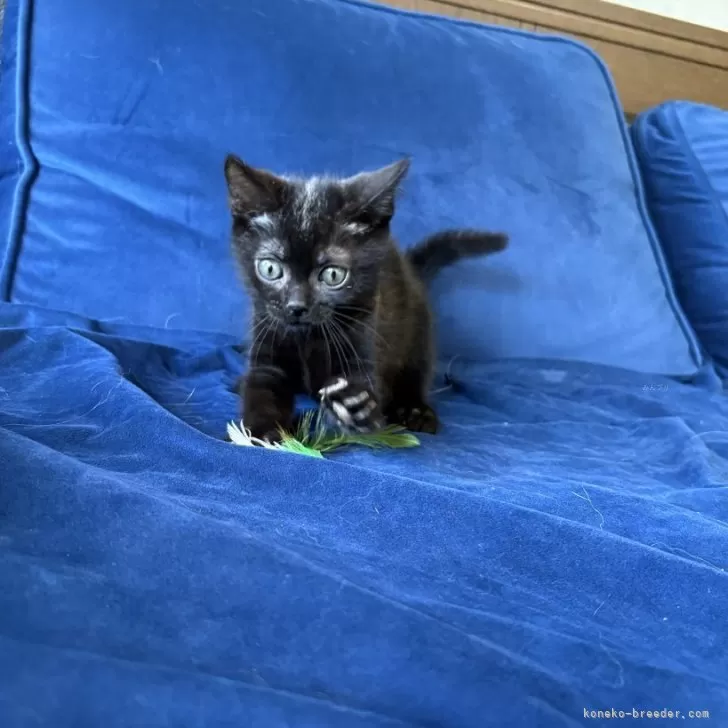 ID：2506-02842の子猫